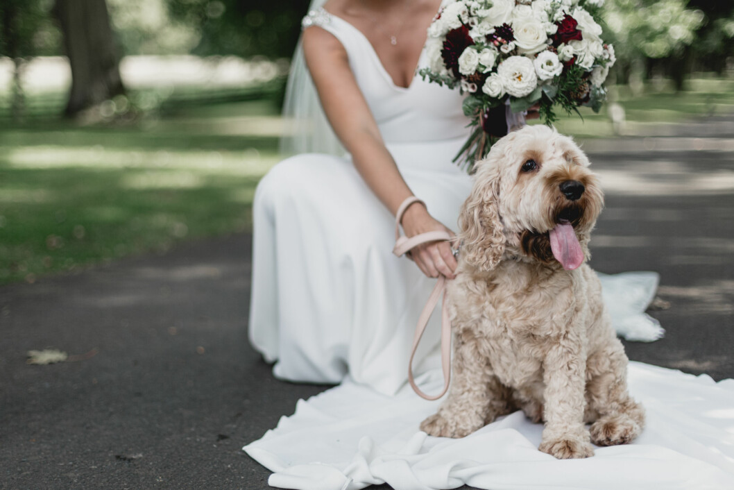 Bride,on,her,wedding,day,with,her,pup,visiting,for